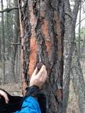 Ponderosa pine bark harvesting 2026