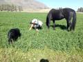 Ashley's horse and cousin's dog helping forage plantain below the alfalfa Rock Creek 2026