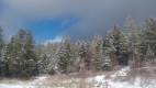 View of trees/sky during winter workshop 2026