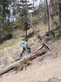 steep path up for arrowleaf balsamroot growing in the hills spring 2026