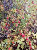 Wild rosehips fall 2026