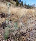 Small recovering sagewort fall 2026