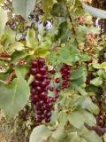 Chokecherry drupe Fall 2026
